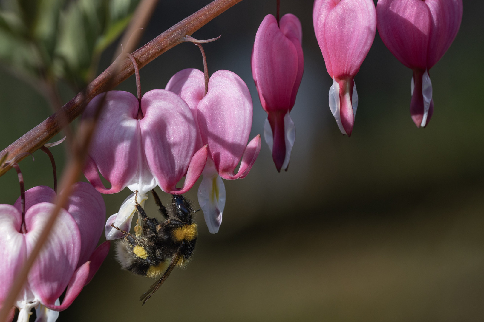 Hummel an Tränendem Herz