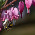 Hummel an Tränendem Herz