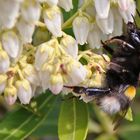 Hummel an weissen Blüten