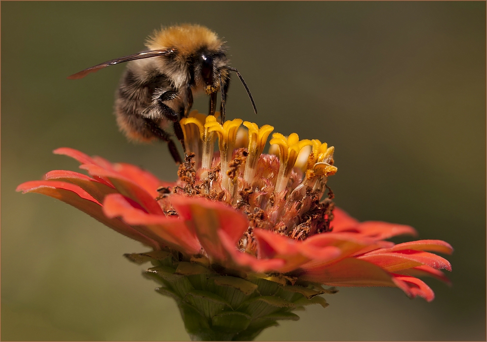 Hummel an Zinnie