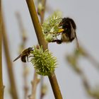 Hummel and Friend