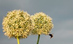 Hummel - Andockvorgang einleiten