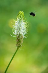 Hummel-Anflug