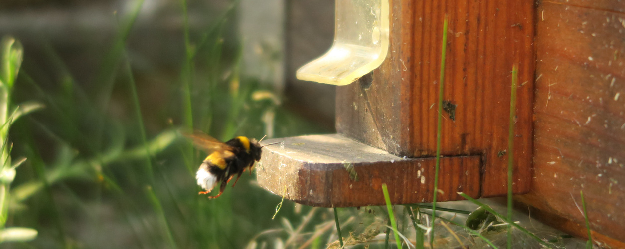 Hummel Anflug