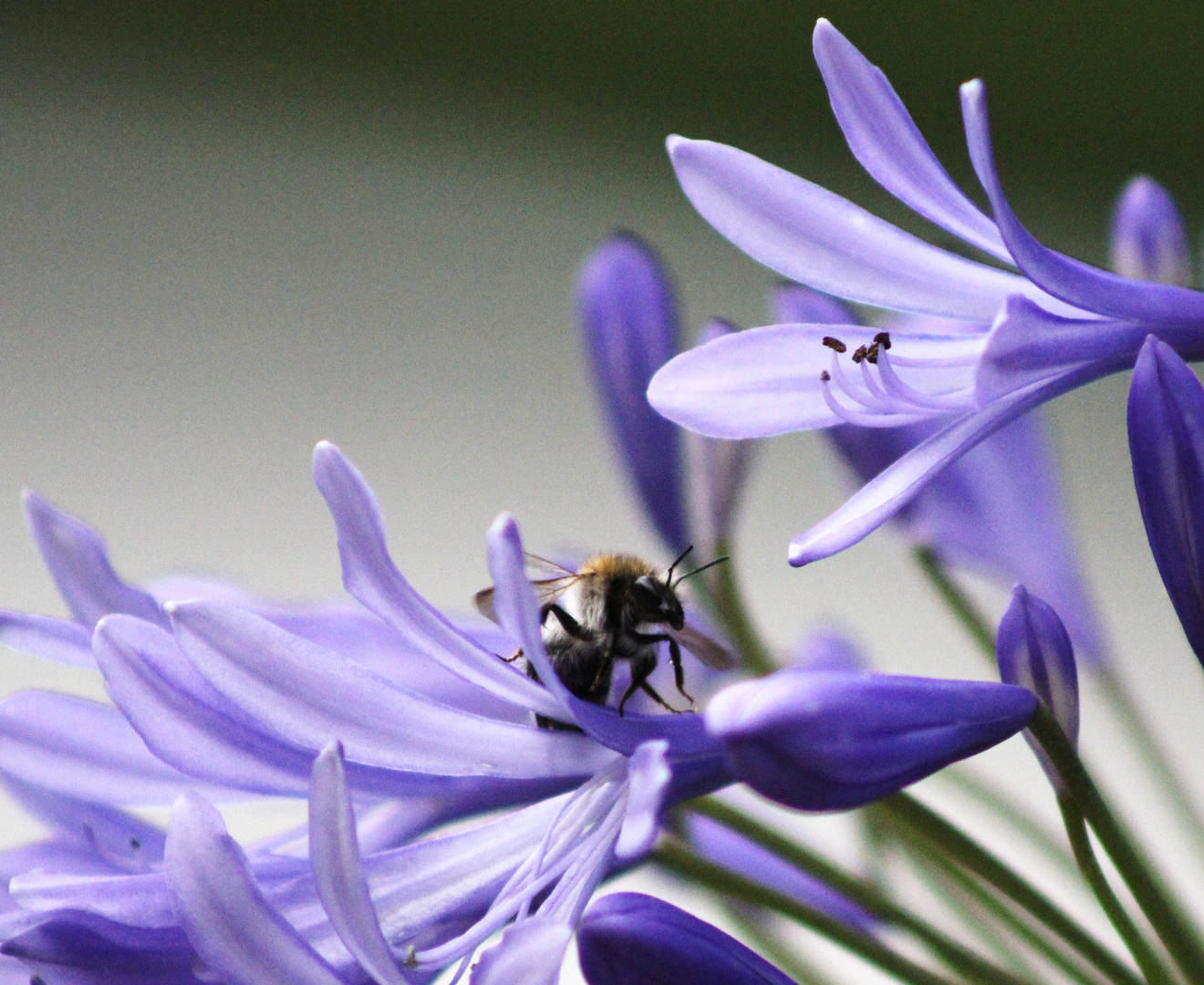 Hummel arbeiten lange