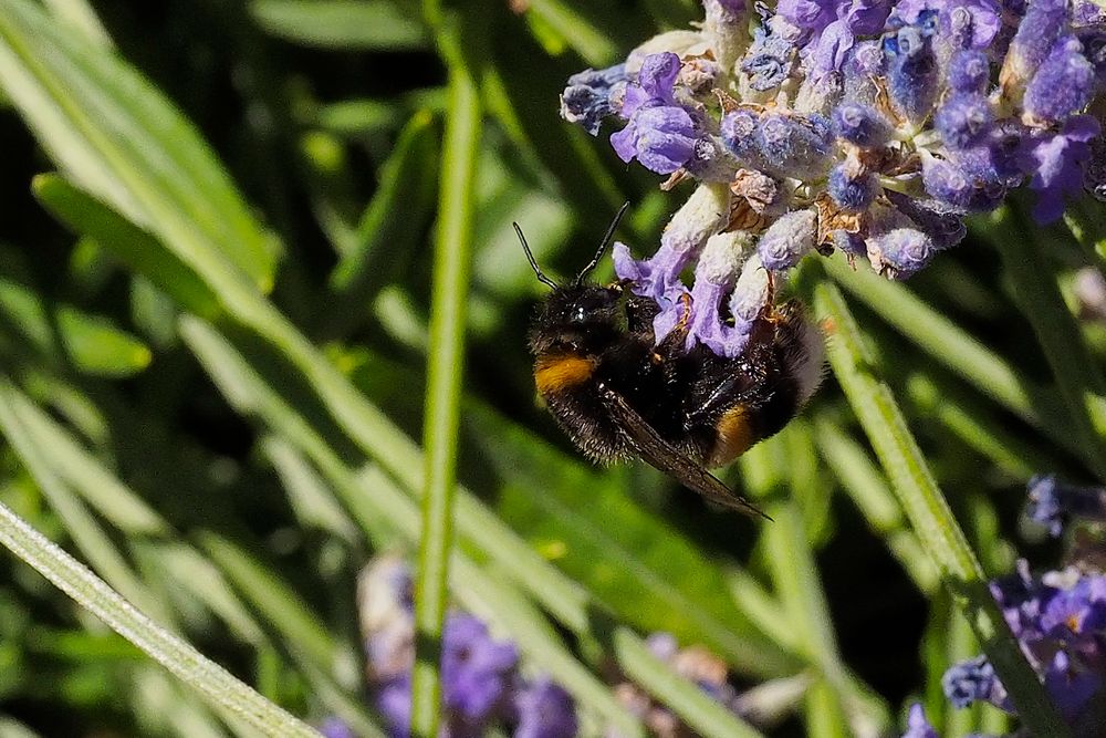 Hummel-Arbeiterin (Bombus) im Lavendelwald ...