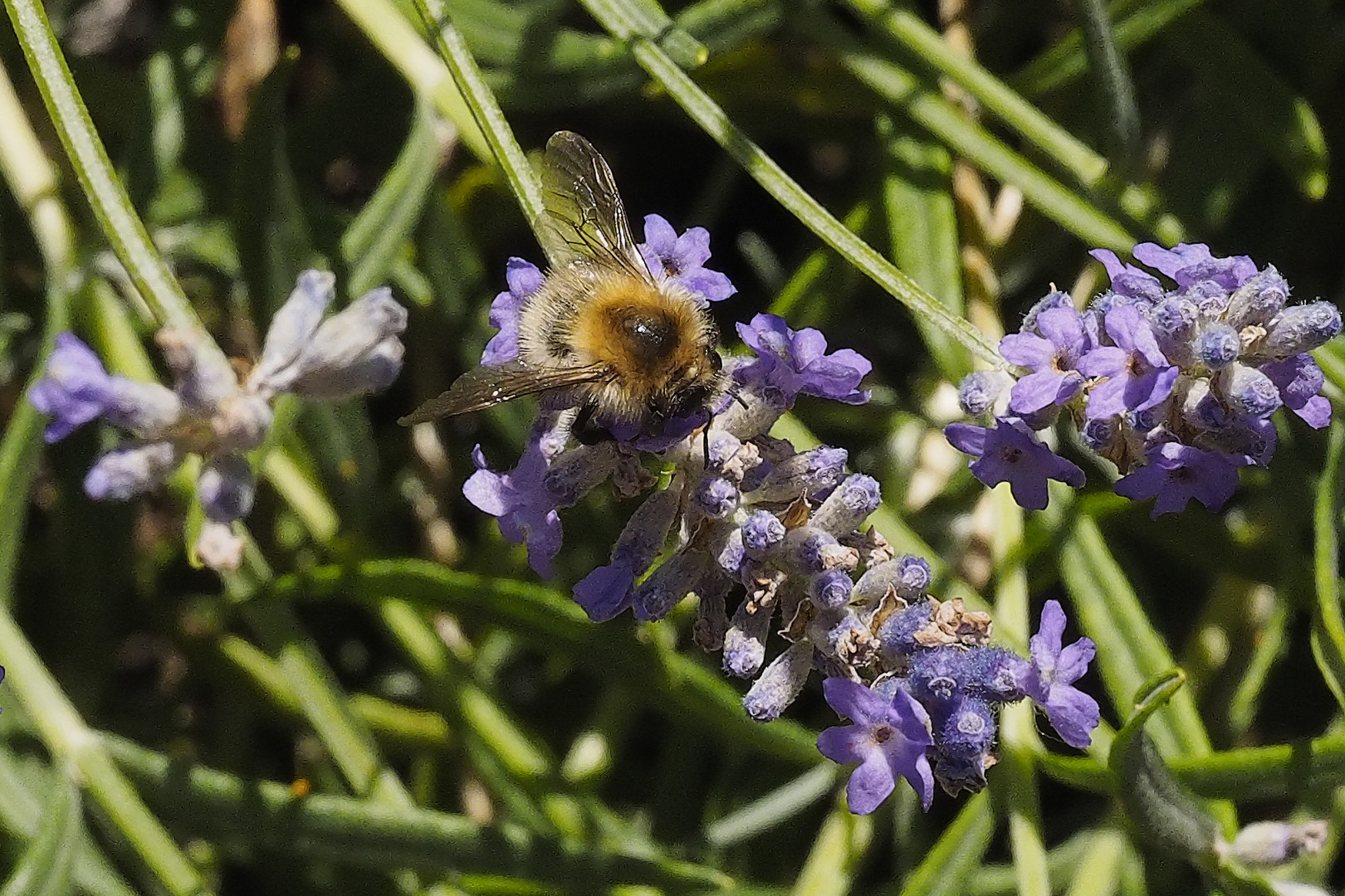 Hummel-Arbeiterin im Lavendelwald