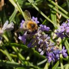 Hummel-Arbeiterin im Lavendelwald