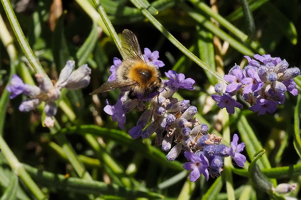 Hummel-Arbeiterin im Lavendelwald