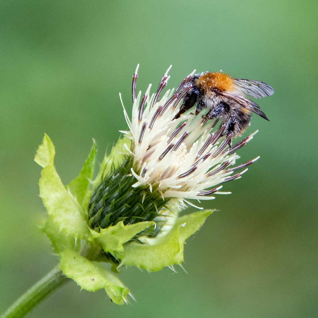 Hummel at work