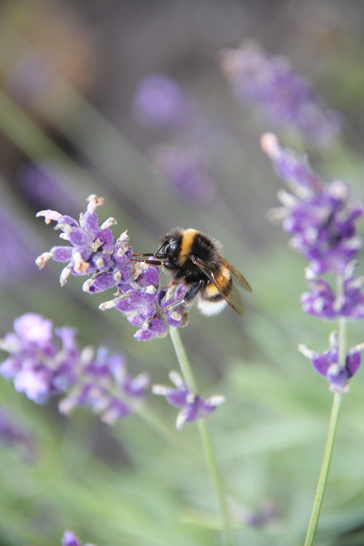 Hummel at Work