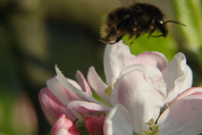 Hummel at work