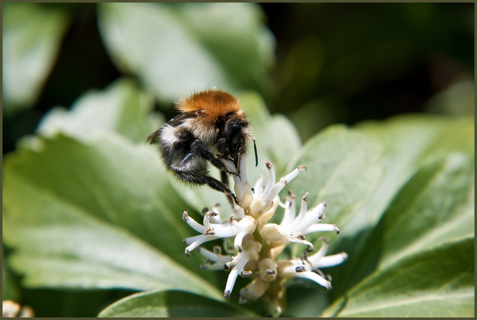 Hummel at work