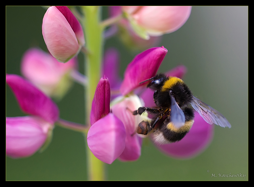 Hummel at Work