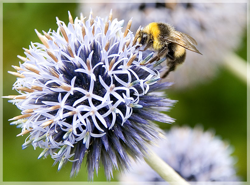 Hummel auf ...