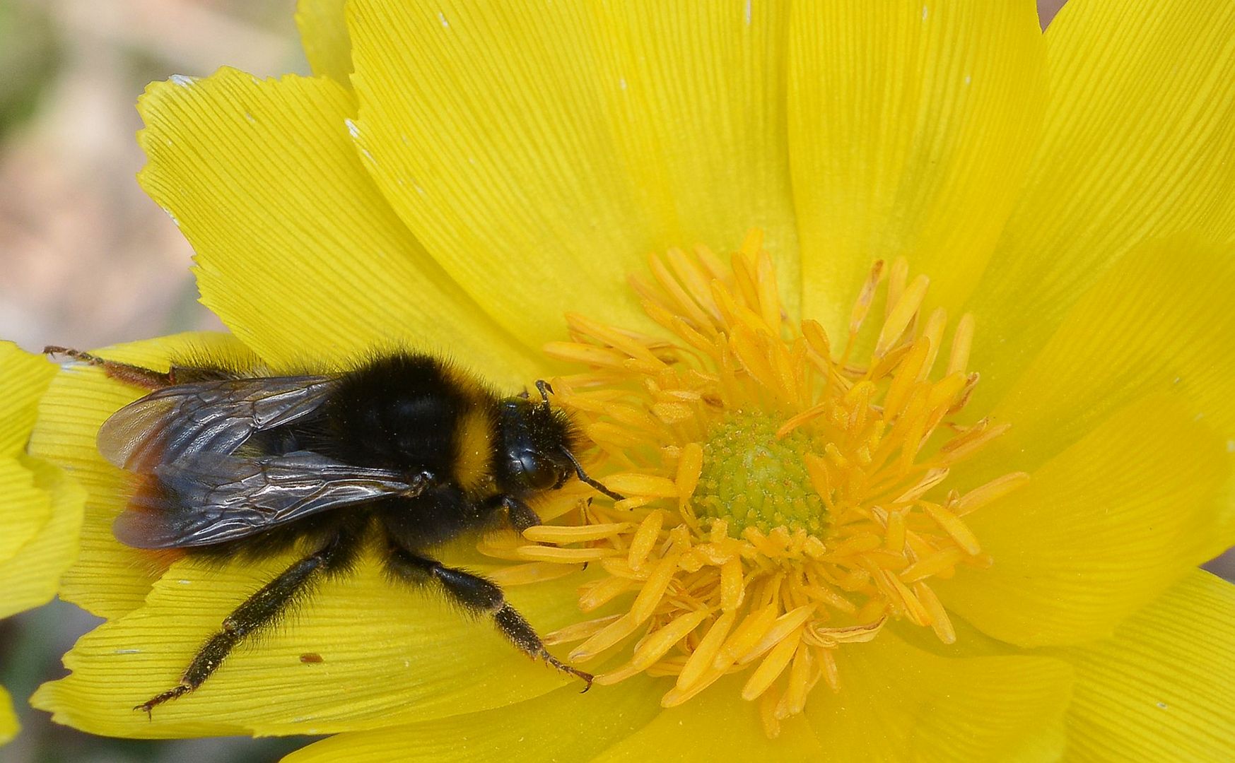 Hummel auf Adonisröschen