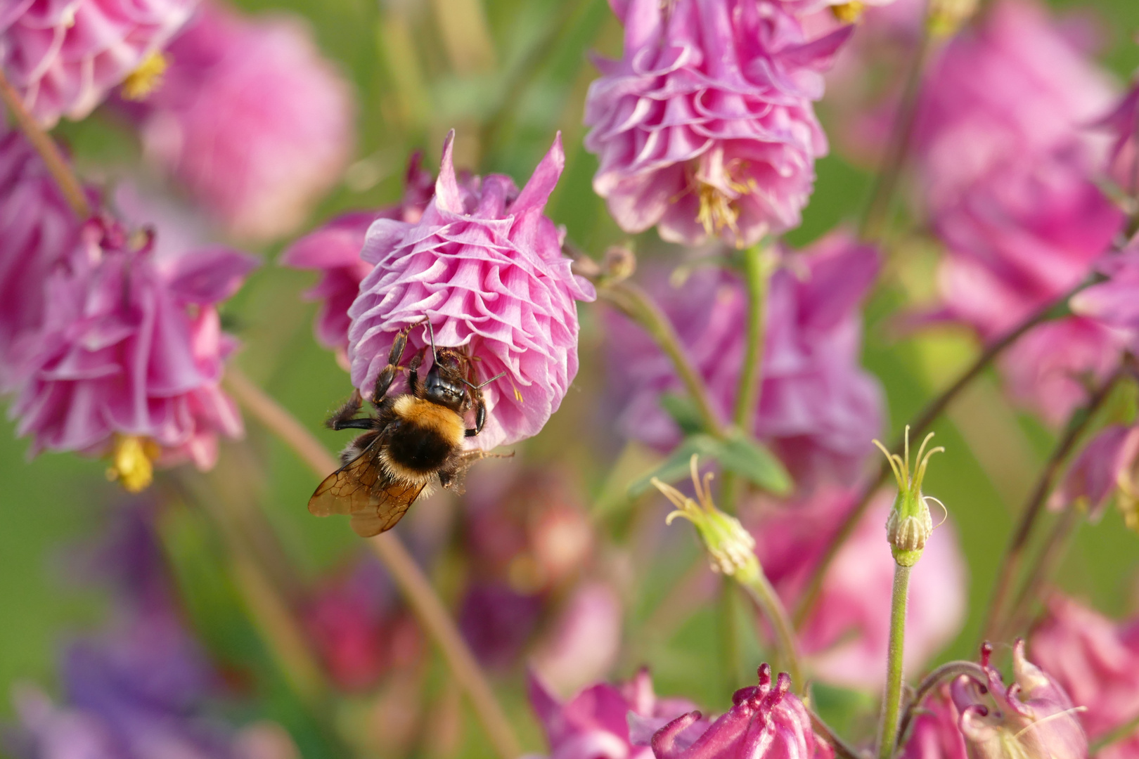 Hummel auf Akelei