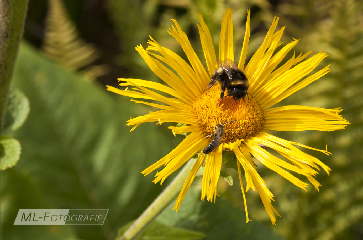 Hummel auf Alant