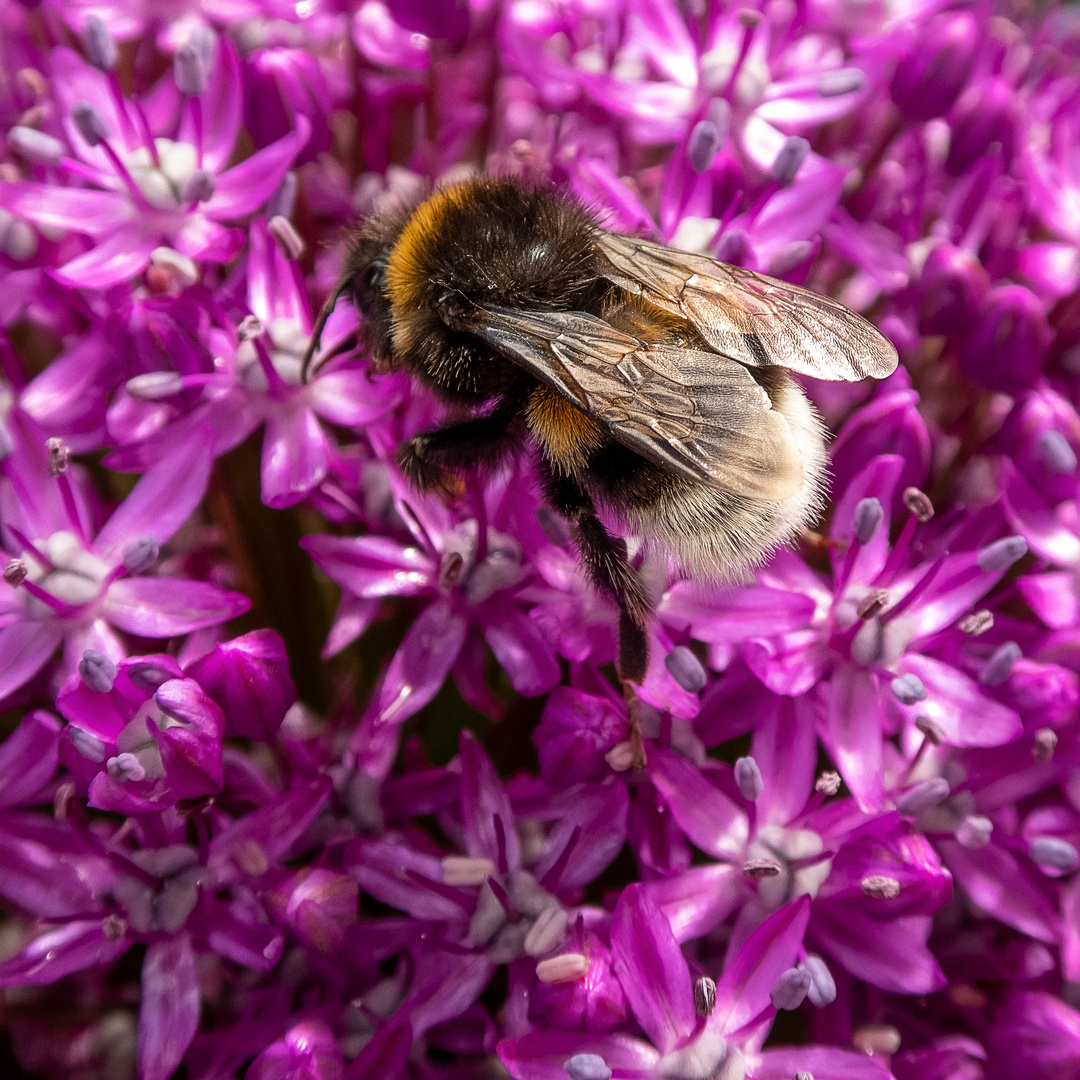 Hummel auf Aleumblüte