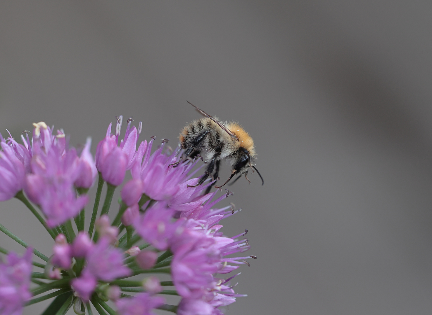 Hummel auf Allium....