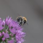 Hummel auf Allium....