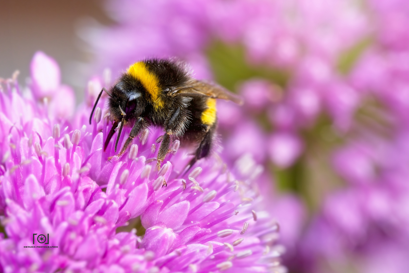 Hummel auf Allium-Blüte