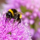 Hummel auf Allium-Blüte