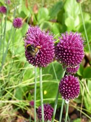 Hummel auf Alliumblüte