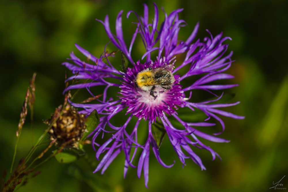 Hummel auf Alpenflockenblume