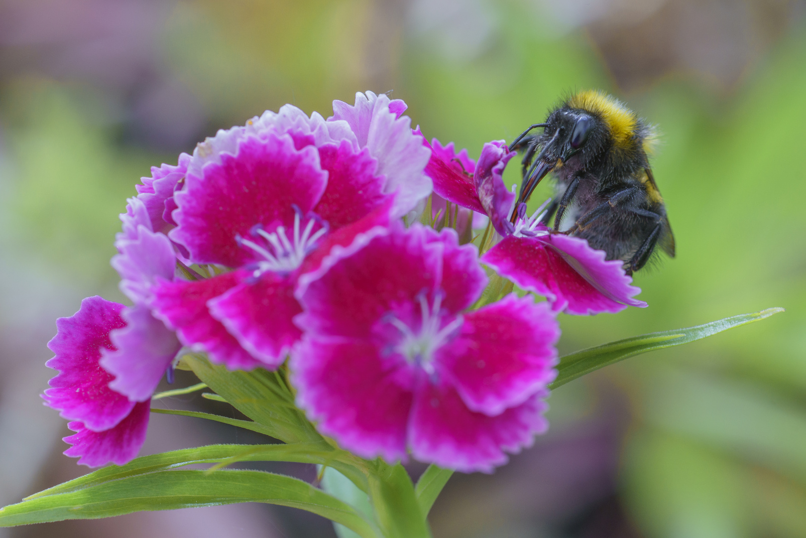 Hummel auf Bartnelke