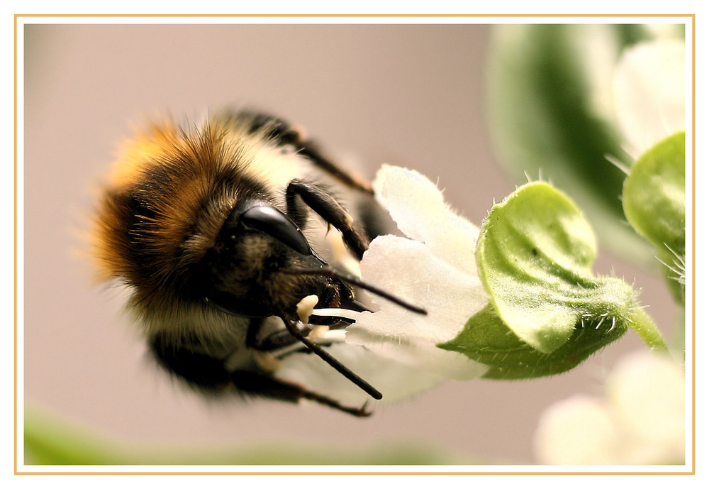 Hummel auf Basilikumblüte