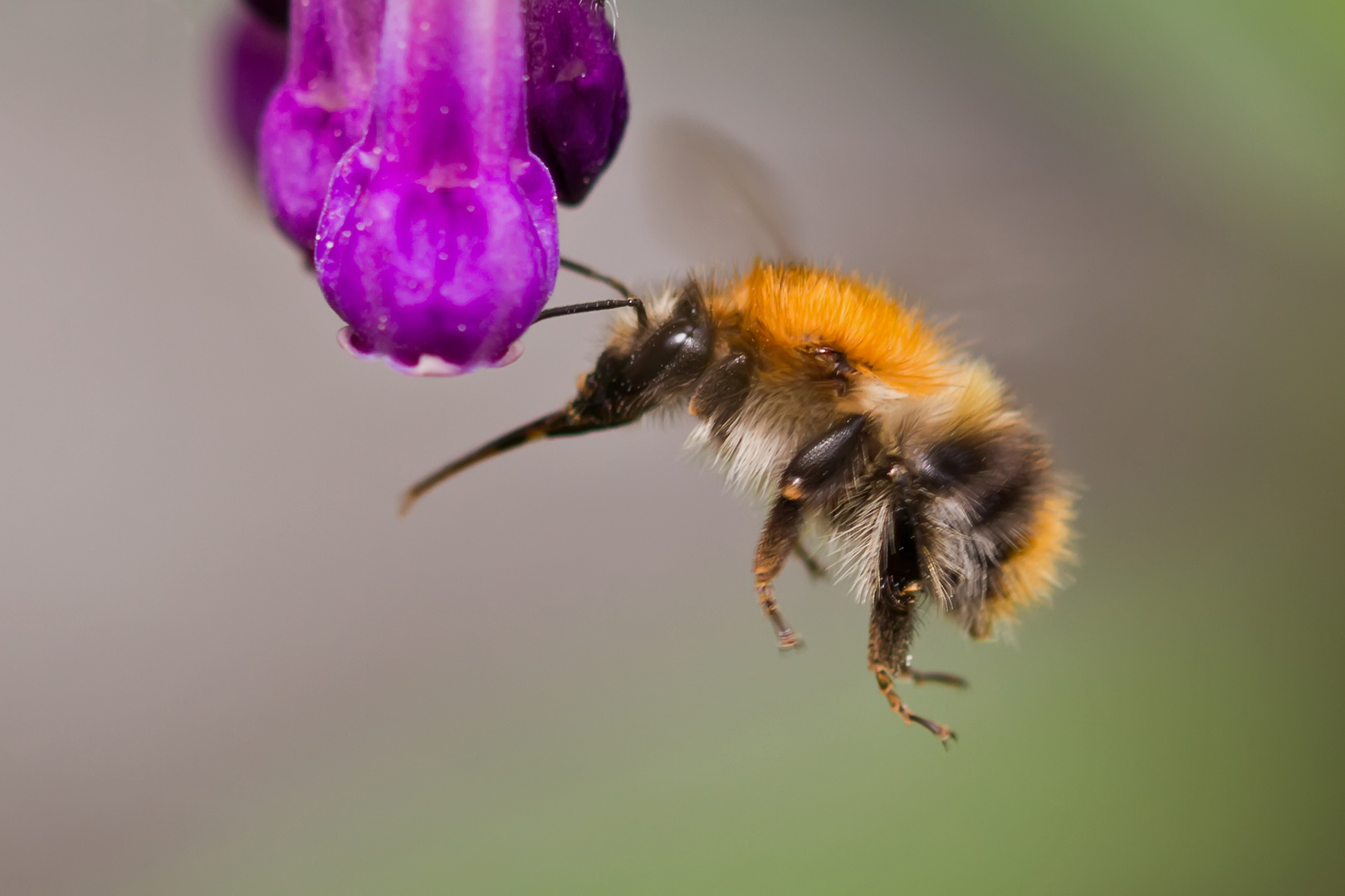 Hummel auf Beinwell.