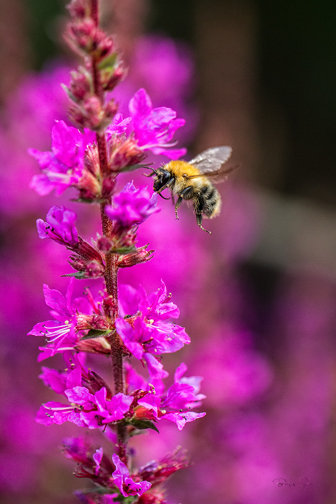 Hummel auf Bestäubungstour