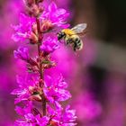 Hummel auf Bestäubungstour