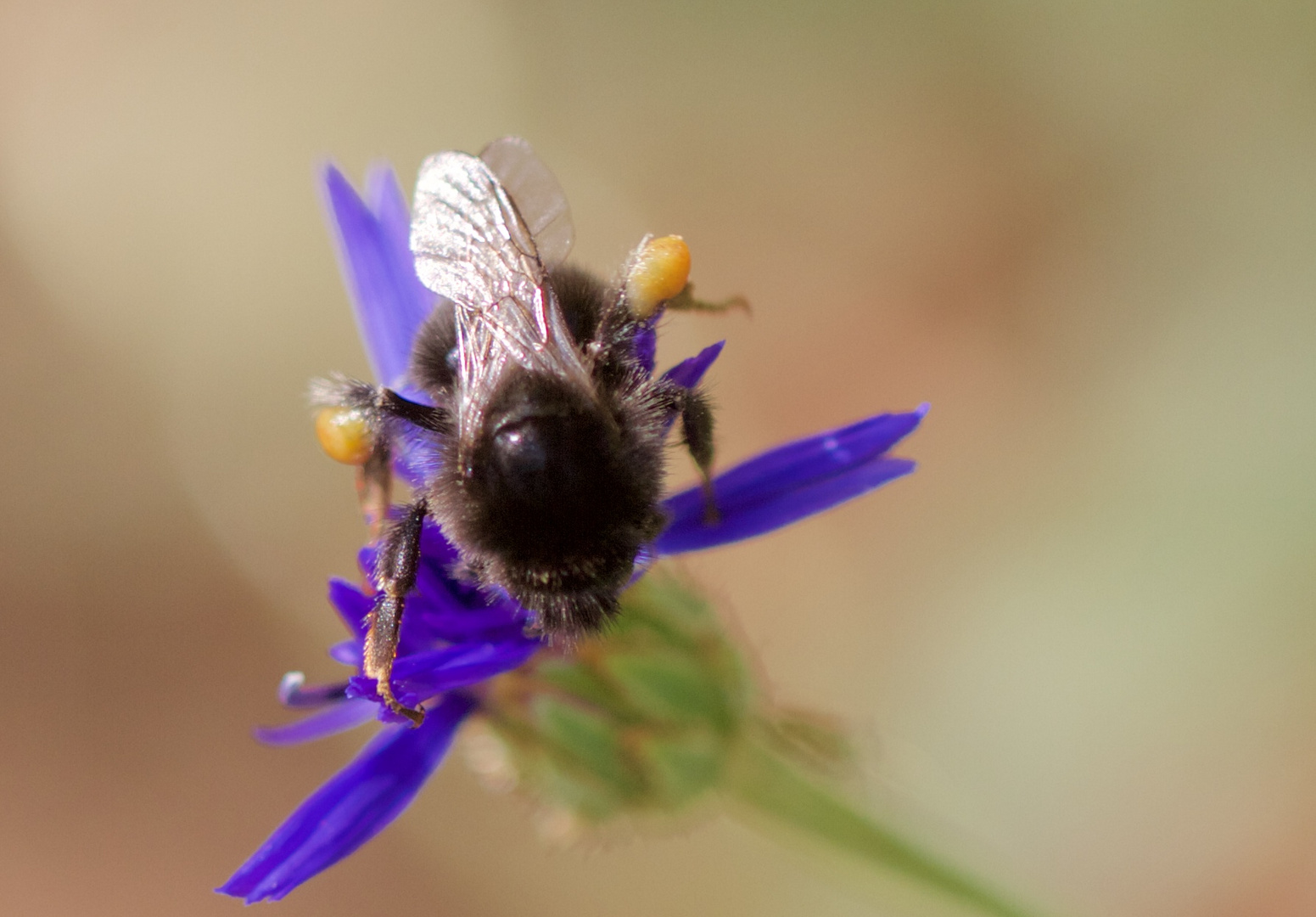 Hummel auf blau