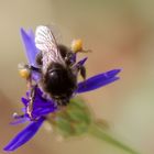 Hummel auf blau