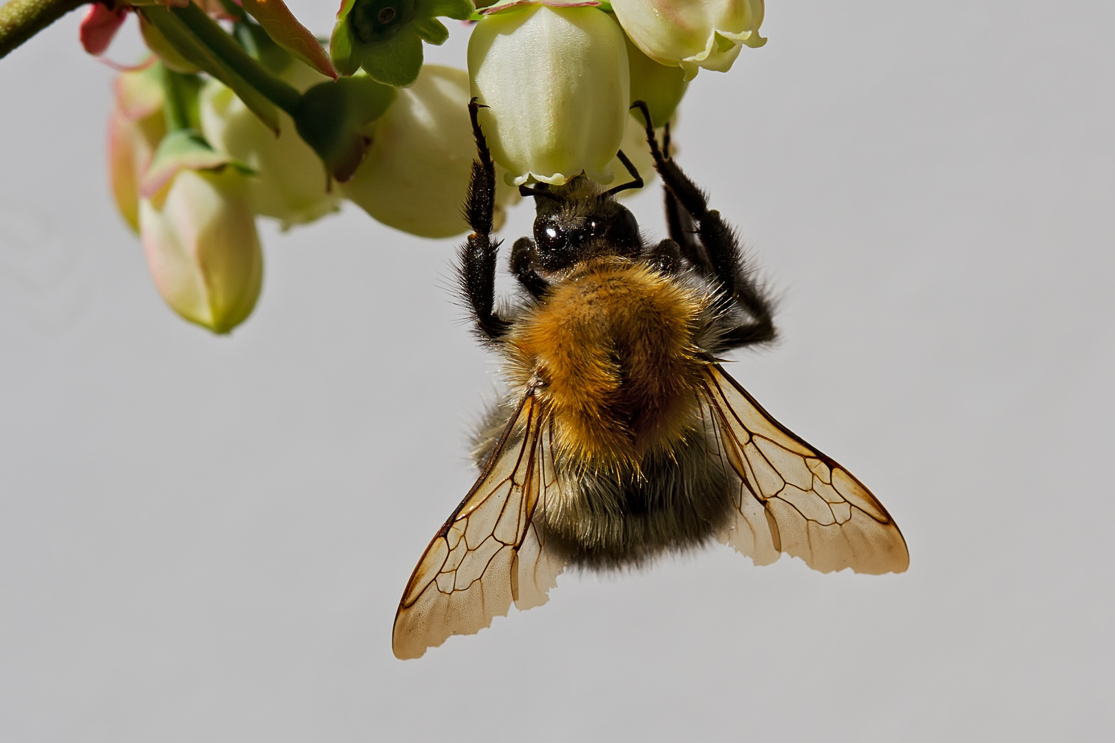 Hummel auf Blaubeeren