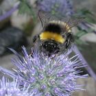 Hummel auf Blauer Blüte