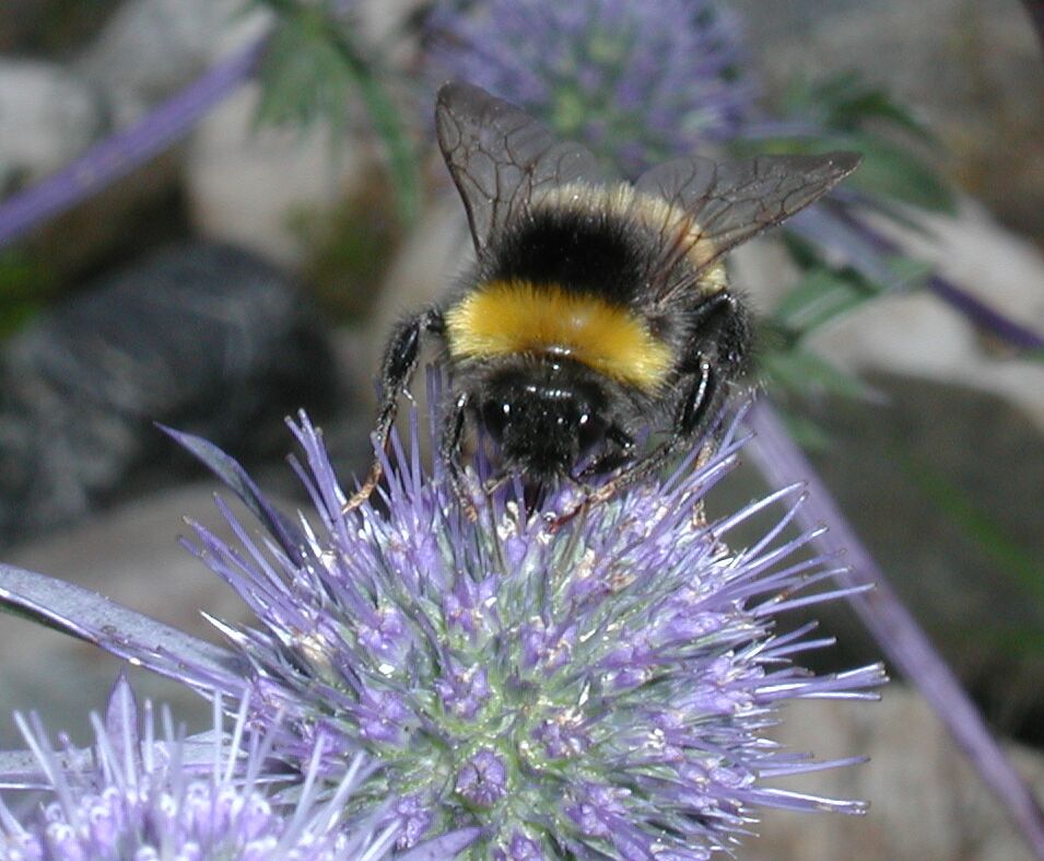 Hummel auf Blauer Blüte von Jürgen Machulla