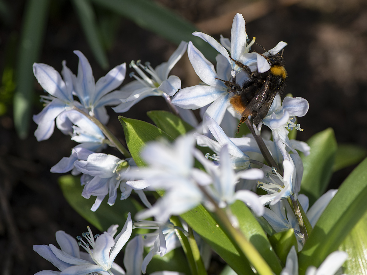 Hummel auf Blaustern