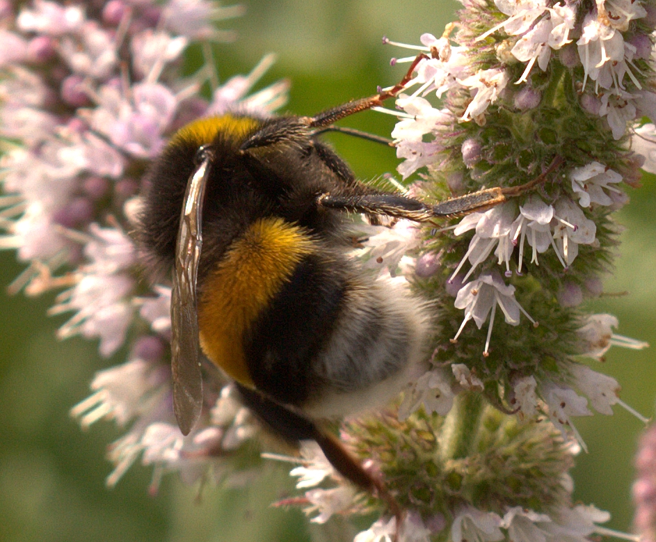 Hummel auf blühender Pfefferminze