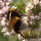 Hummel auf blühender Pfefferminze