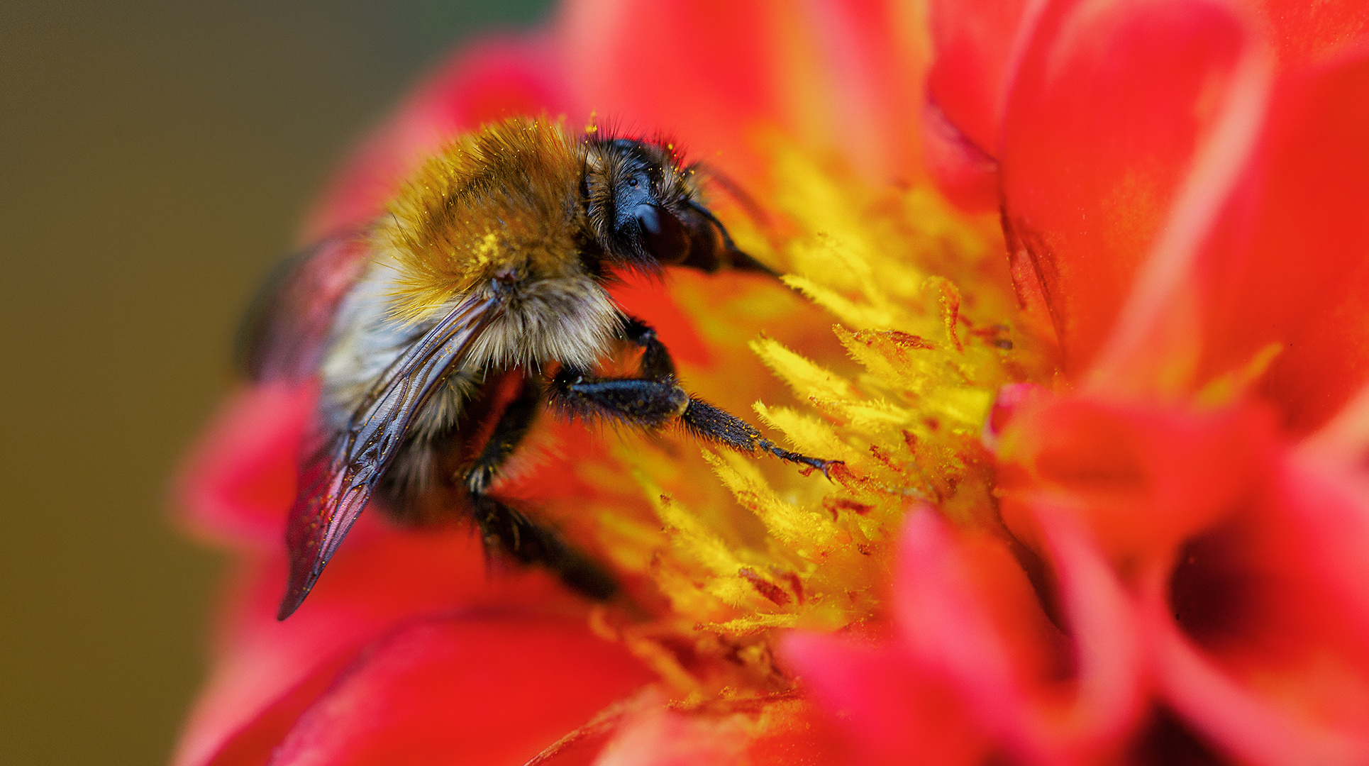 Hummel auf Blüte 001a