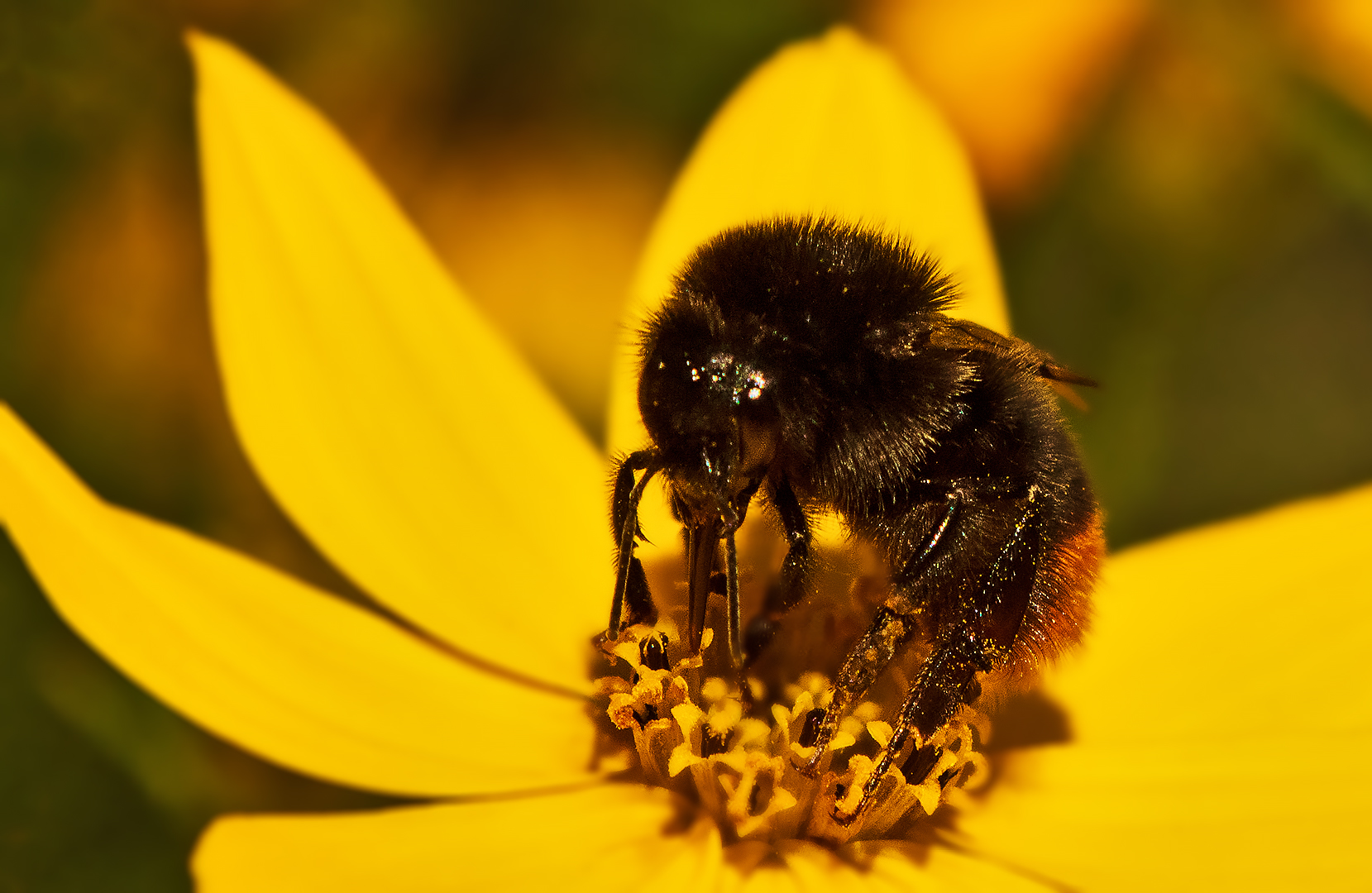 Hummel auf Blüte 002a