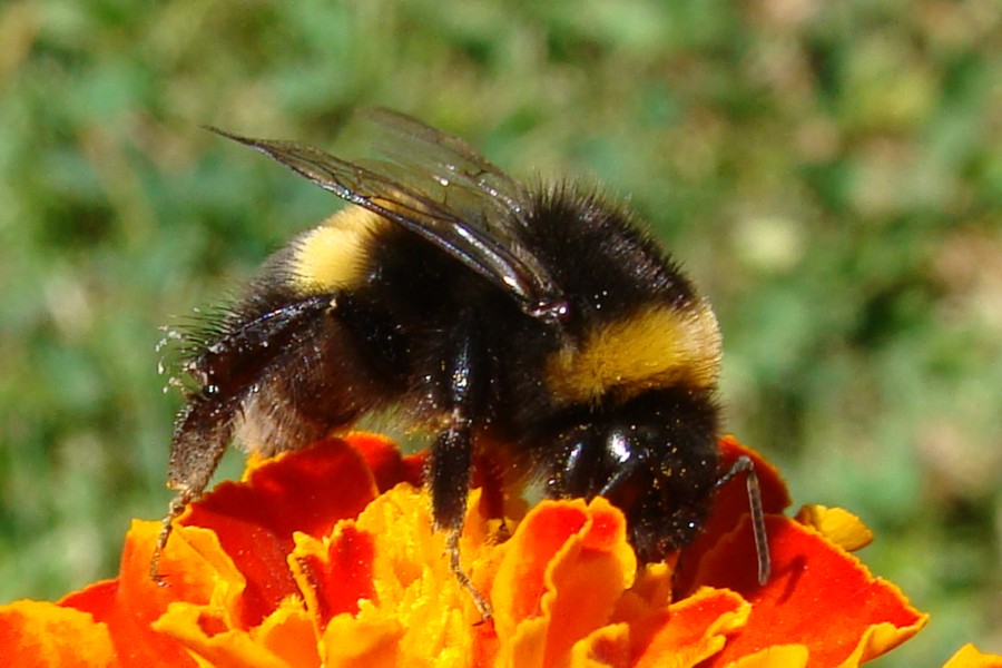 hummel auf blüte