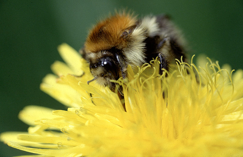 Hummel auf Blüte