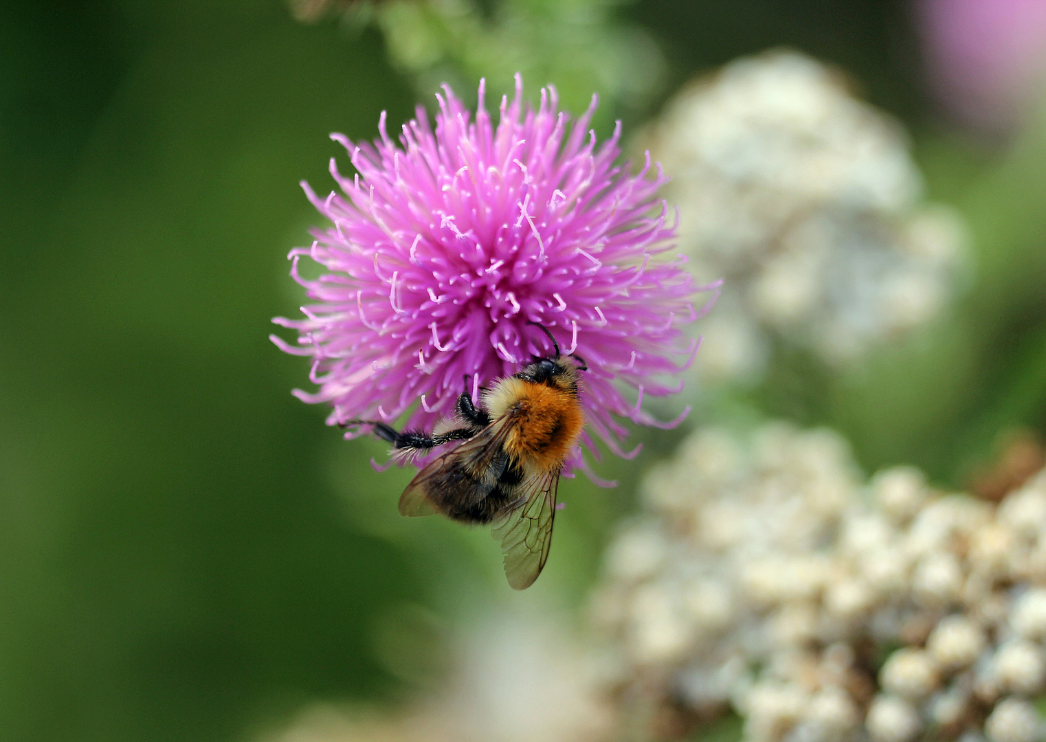 Hummel auf Blüte