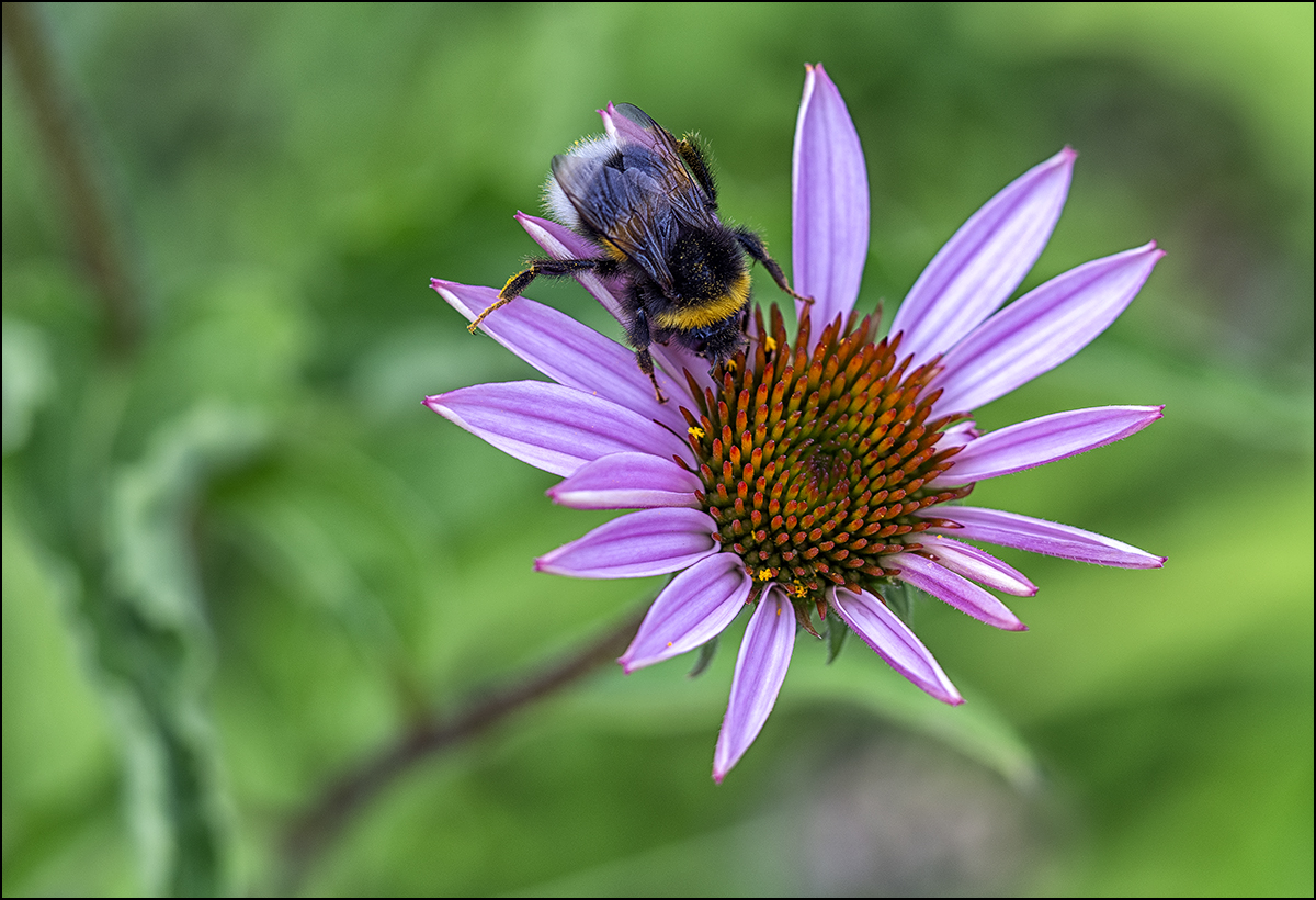 Hummel auf Blüte