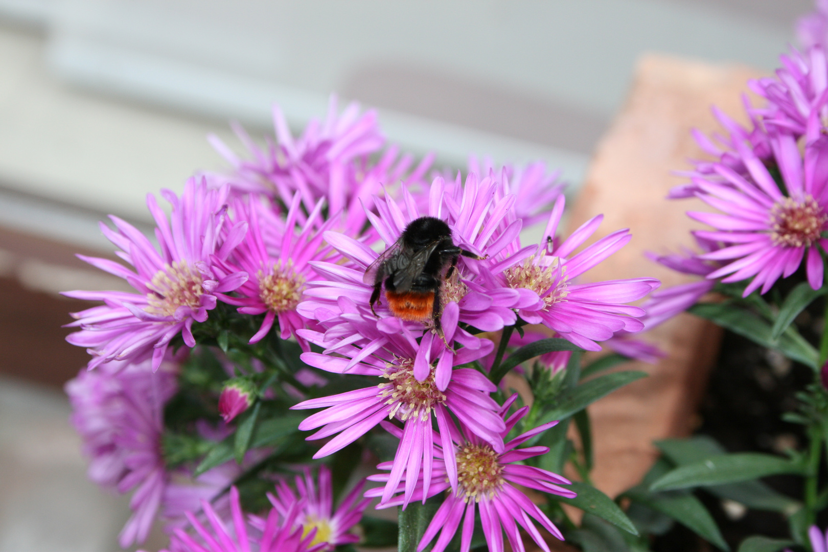 Hummel auf Blüte