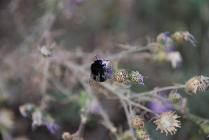 Hummel auf Blüte